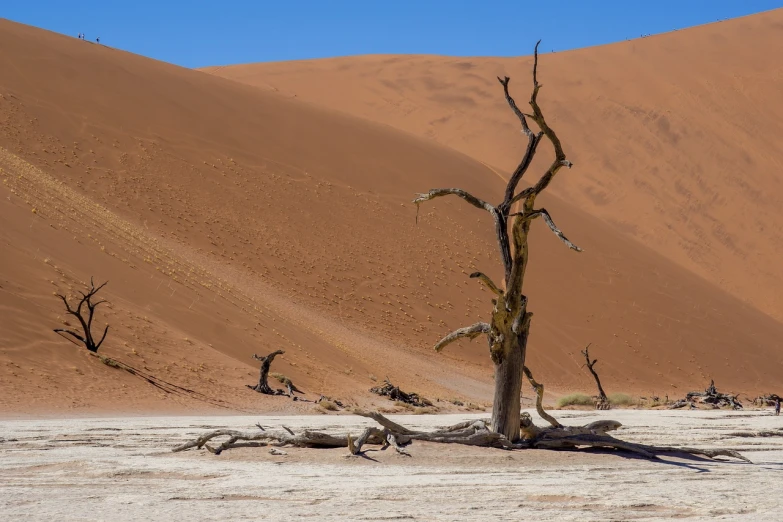 a dead tree in the middle of a desert, a photo, by Dietmar Damerau, shutterstock, intimidating floating sand, bones that were very dry, vertical composition, tourist photo