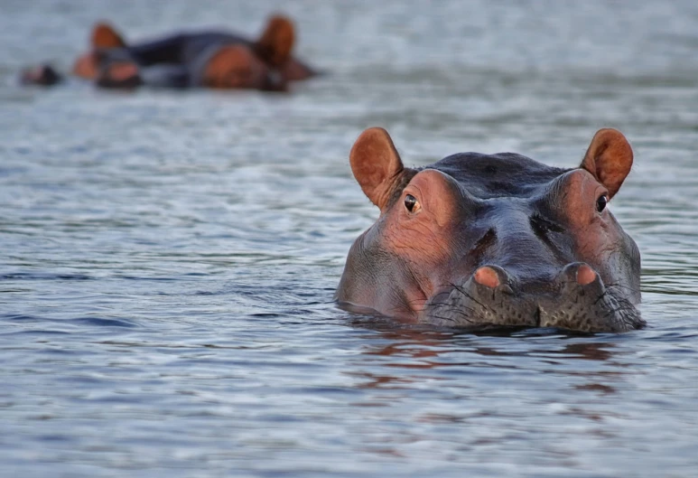 a hippo in the water with another hippo in the background, a portrait, by Juergen von Huendeberg, shutterstock, egypt, super high resolution, early evening, rippling