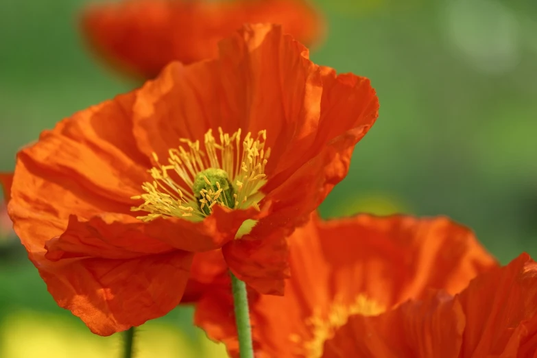 a close up of a bunch of red flowers, by Robert Brackman, shutterstock, poppy, orange yellow ethereal, high detailed photo, stock photo