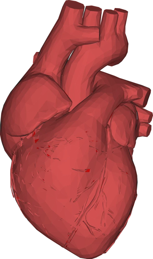 a drawing of a human heart on a black background, a digital rendering, upper body close up, wide screenshot, flat shading, close - up photo