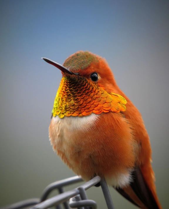 a colorful bird sitting on top of a metal fence, a macro photograph, by Robert Brackman, shutterstock contest winner, red and orange colored, hummingbird, beautiful realistic photo, orange head