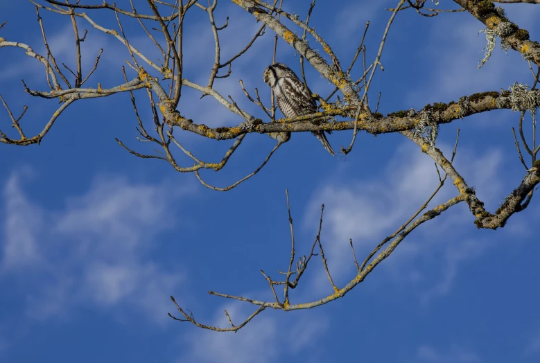 a bird sitting on top of a tree branch, by Dietmar Damerau, low angle dimetric composition, idaho, wide shot photo