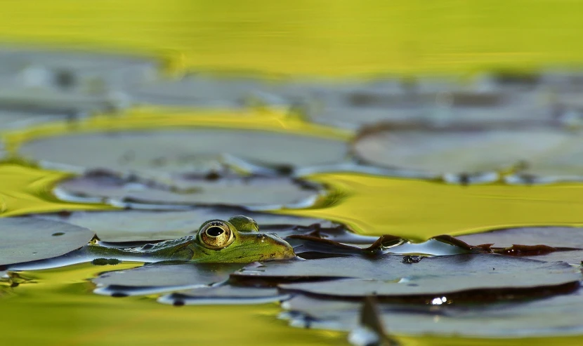 a frog that is sitting in some water, a picture, by Jan Rustem, pond with frogs and lilypads, shot on nikon d 3 2 0 0, liquid gold, sergey zabelin