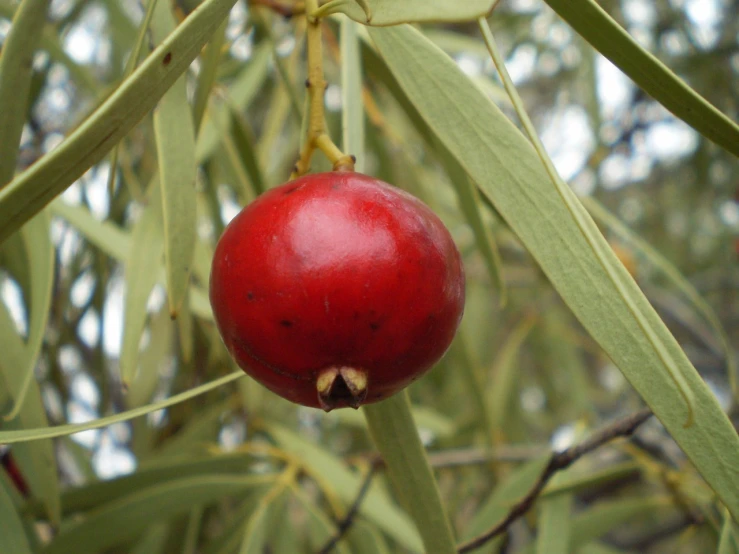 a close up of a red fruit on a tree, by Elizabeth Durack, flickr, hurufiyya, eucalyptus, obsidian pomegranade, portrait”, here is one olive