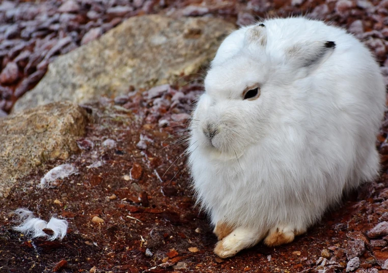 a white rabbit sitting on top of a rocky ground, unsplash, sōsaku hanga, poofy manes of fur, an indifferent face, closeup 4k, 2070s