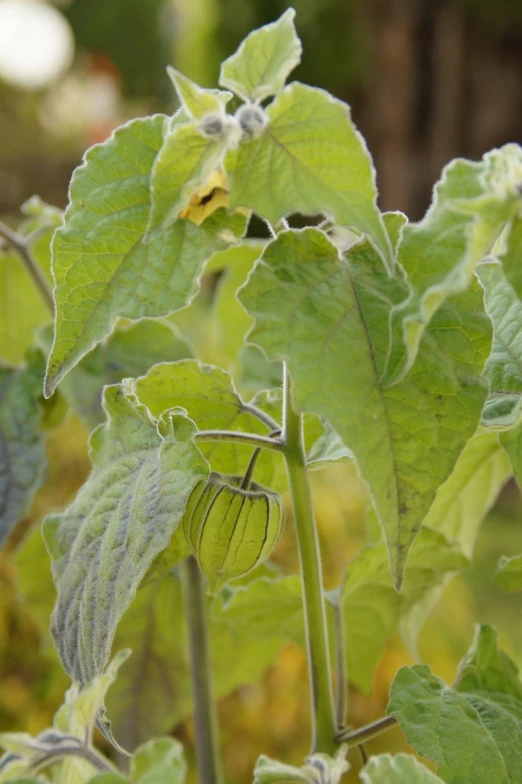 a close up of a plant with green leaves, a picture, by Alison Watt, pumpkin patch, corduroy, pods, pale green backlit glow