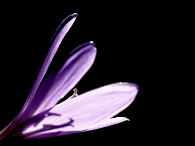 a close up of a purple flower on a black background, a macro photograph, flickr, back light contrast, spring on saturn, falling petals, in profile