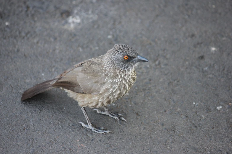 a close up of a small bird on the ground, flickr, mingei, grey skinned, mongezi ncaphayi, sharp and highly detailed, muted brown