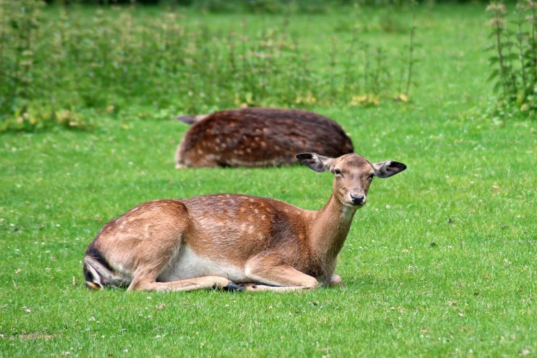 a deer that is laying down in the grass, by Hans Schwarz, pixabay, fine art, adult pair of twins, 1128x191 resolution, sitting down casually, stock photo