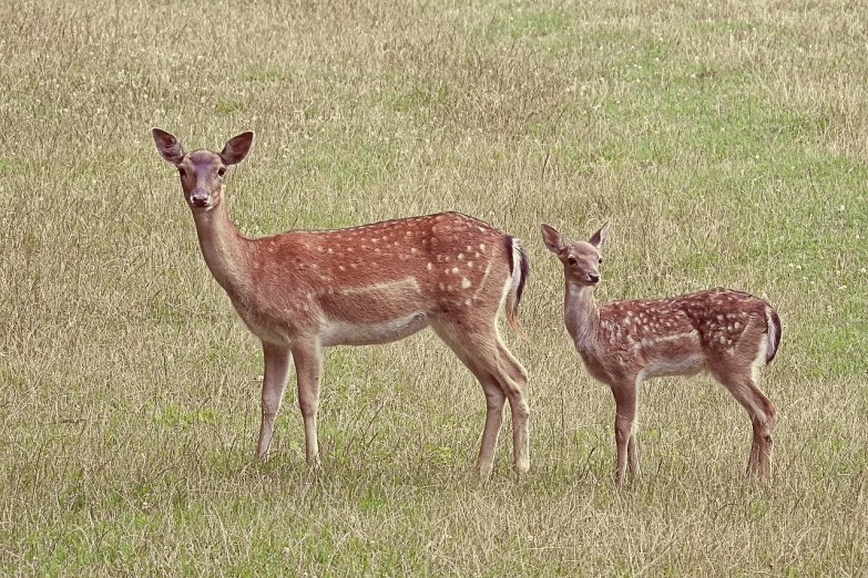a couple of deer standing on top of a lush green field, a picture, by Daniel Taylor, pixabay, fine art, motherly, dappled, taken in the early 2020s, portrait n - 9