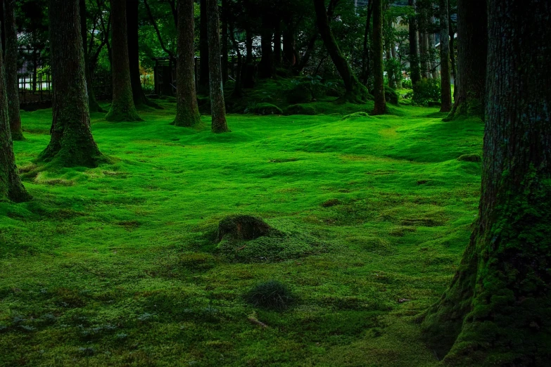 a lush green forest filled with lots of trees, inspired by Maruyama Ōkyo, unsplash, sōsaku hanga, grass texture material, mossy ground, near a japanese shrine, deep lush vivid colors