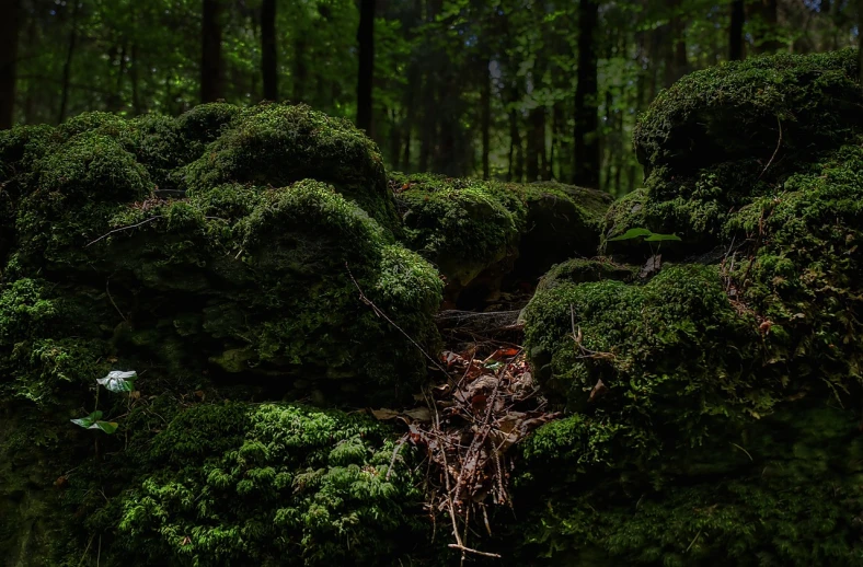 a pile of moss covered rocks in a forest, by Jacob Kainen, shot on sony alpha dslr-a300, (((forest))), deep dark forest, maus in forest