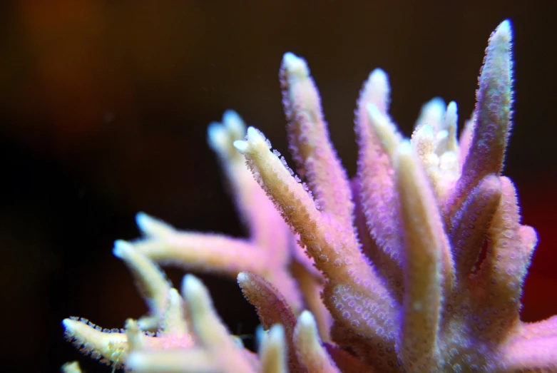 a close up of a flower with a blurry background, a macro photograph, by Robert Brackman, synchromism, corals, nighttime!, gnarled fingers, reefs