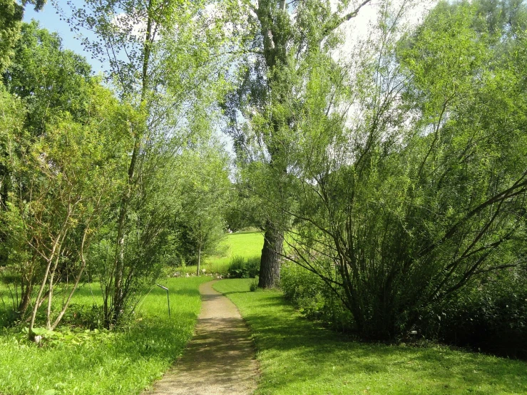 a dirt path through a lush green forest, inspired by Patrick Nasmyth, flickr, les nabis, lawns, willow plant, swedish, at the park on a beautiful day