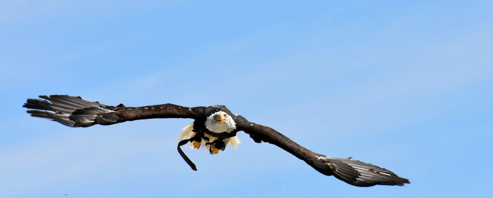 a large bird flying through a blue sky, a portrait, by Dietmar Damerau, eagle eat snake, taken with my nikon d 3, over the head of a sea wolf, ( greg rutkowski )