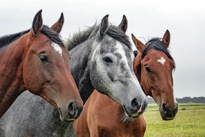 three horses standing next to each other in a field, a portrait, by Linda Sutton, pixabay, closeup at the faces, marketing photo, dapple, looking towards the camera