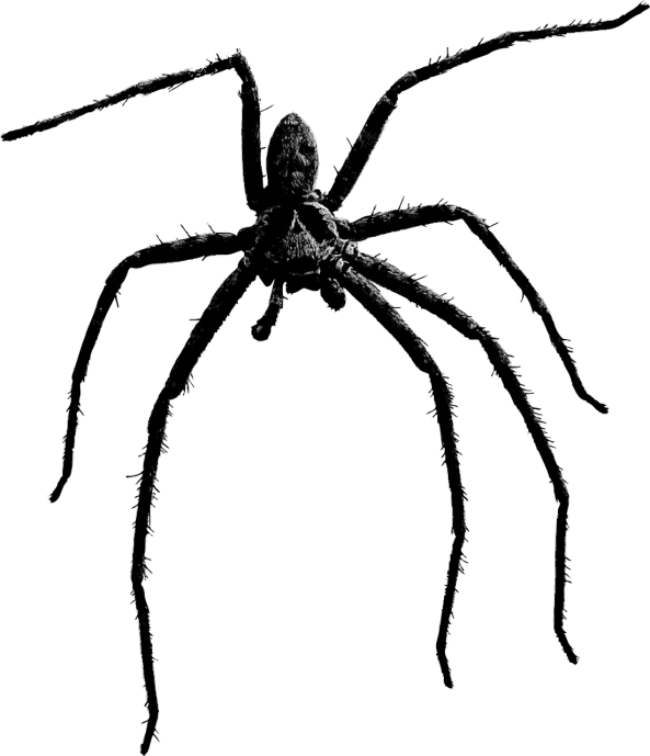 a black and white drawing of a spider, a stipple, by Mirko Rački, pixabay contest winner, ascii art, hq 4k phone wallpaper, scary photo, slender man, huge veins
