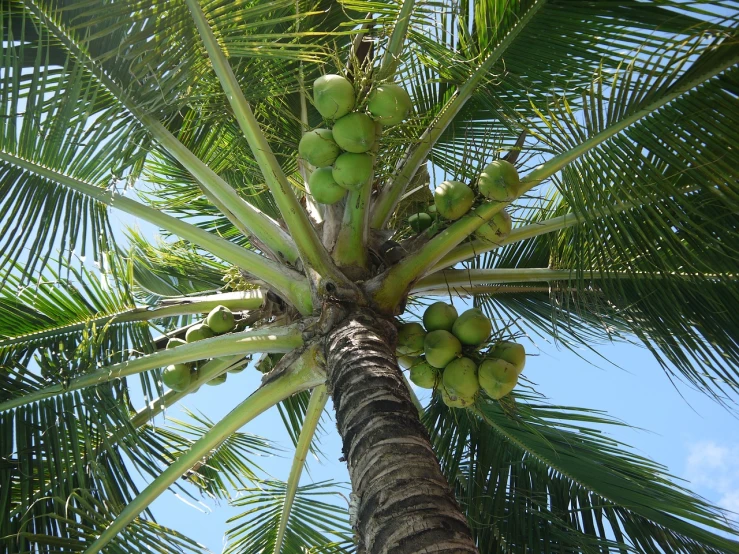 a palm tree with a bunch of green coconuts on it, flickr, view from inside, 7 7 7 7, walnuts, unwind!