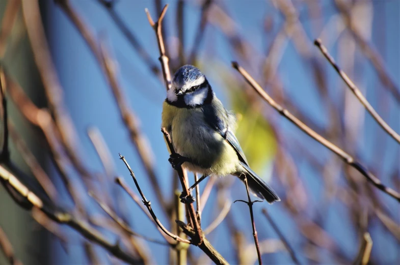 a small bird sitting on top of a tree branch, by Werner Gutzeit, flickr, blue and grey, slightly sunny, various posed, a fat