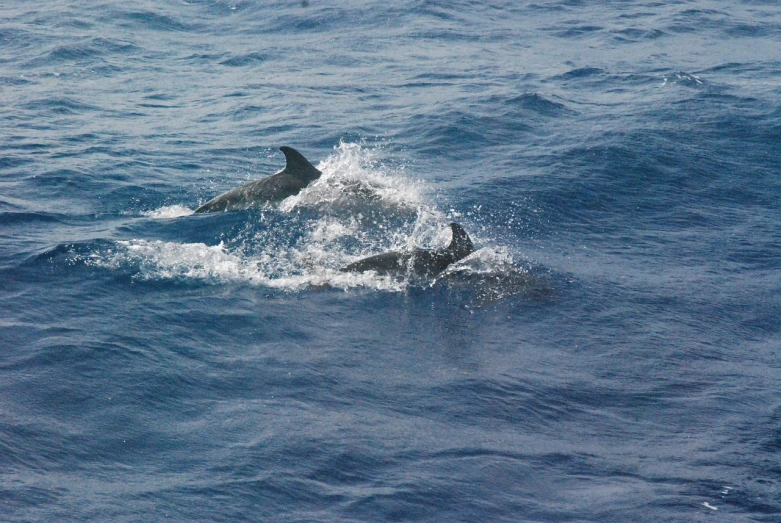 a couple of dolphins are swimming in the ocean, by Dietmar Damerau, flickr, azores, round about to start, on ship, very very happy!