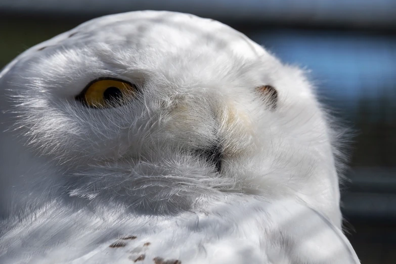 a close up of a white owl with yellow eyes, a portrait, hurufiyya, 2 0 2 2 photo