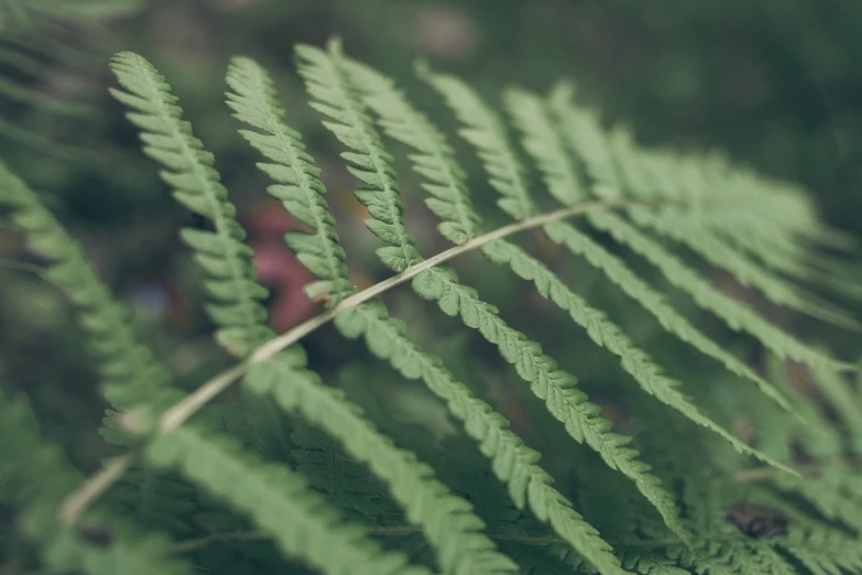 a close up of a fern leaf with a blurry background, 4k vertical wallpaper, shot with hasselblade camera, faded colors, outdoor photo