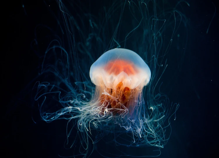 a jellyfish that is floating in the water, by Hans Werner Schmidt, deep colours. ”