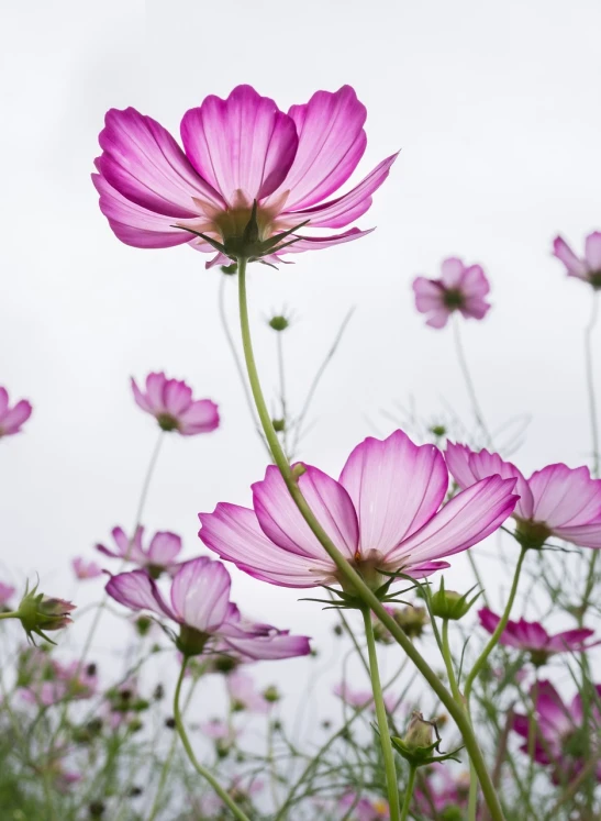 a field of pink flowers with a white sky in the background, a picture, by Hiroshi Honda, miniature cosmos, high res photo, graceful beauty, benjamin vnuk