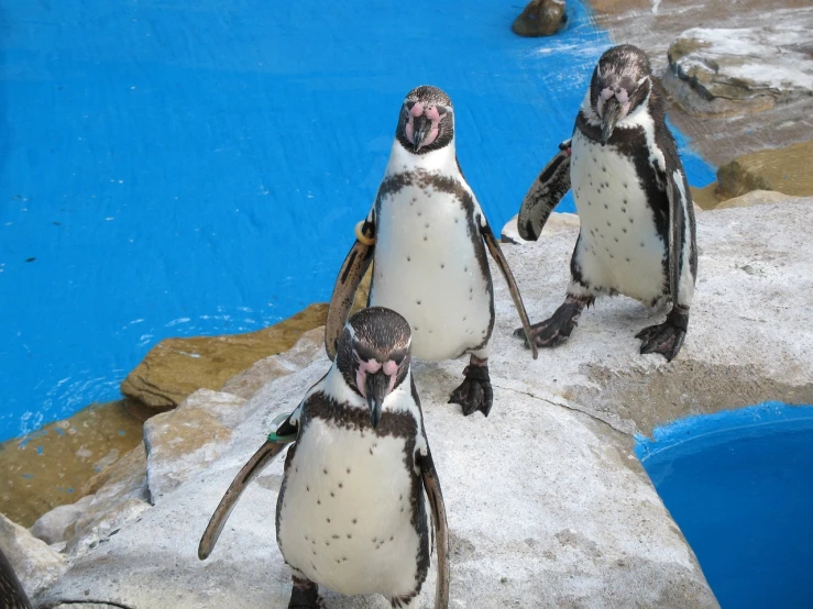 a group of penguins standing next to each other, a photo, high res photo, bubbles ”, pov photo, 2 0 1 0 photo