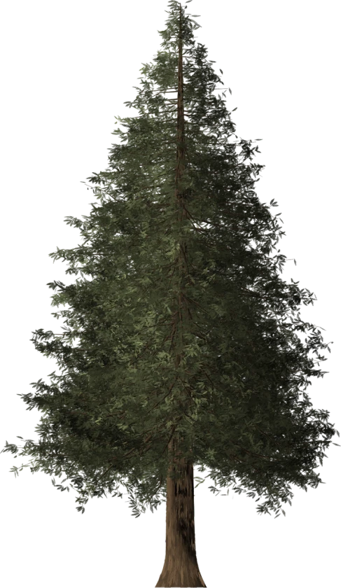 a very tall tree on a black background, a raytraced image, by Jaakko Mattila, polycount, hurufiyya, top - side view, evergreen, in dayz, 1128x191 resolution