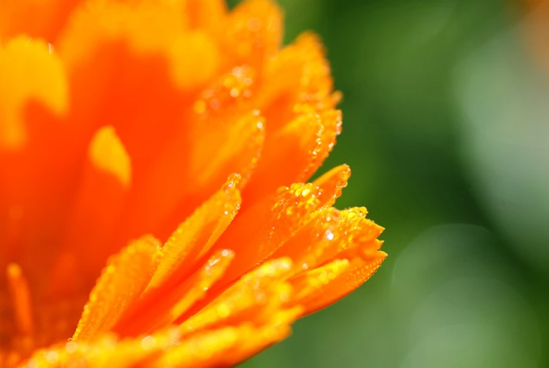 an orange flower with water droplets on it, a macro photograph, marigold background, high res photo