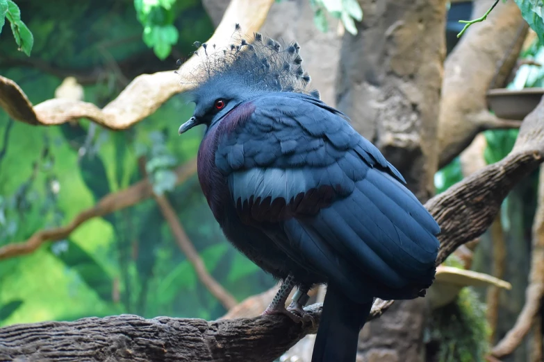 a blue bird sitting on top of a tree branch, a picture, inspired by Charles Bird King, shutterstock, sumatraism, dark purple crown, mohawk, picture taken in zoo, photographed from the back