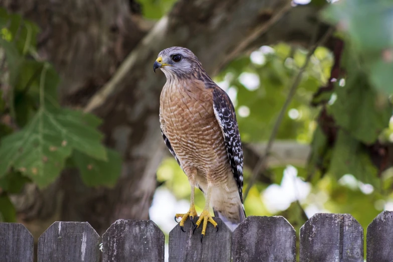 a hawk sitting on top of a wooden fence, a portrait, by Jim Manley, pexels, in a suburban backyard, high res photo, walking towards camera, stock photo