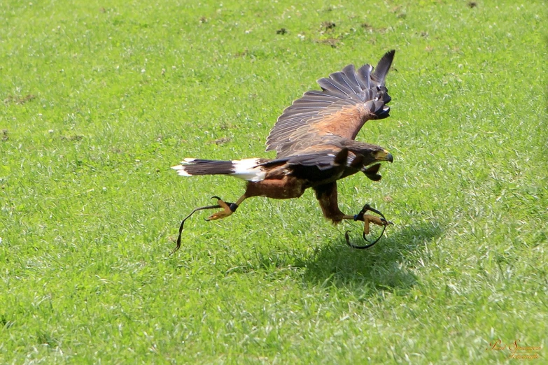 a large bird flying over a lush green field, a photo, by Robert Brackman, hurufiyya, lunging at camera :4, with claws, injured, family photo