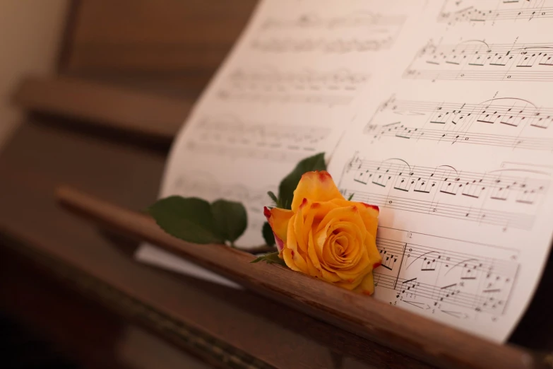 a single rose sitting on top of a piano, a picture, sheet music, yellow rose, choir, aleksander rostov