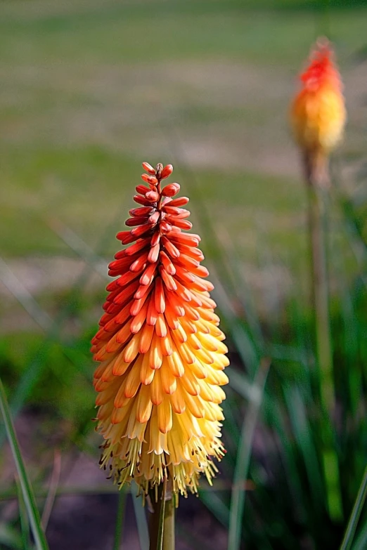 a close up of a flower in a field, a picture, by Dietmar Damerau, flickr, hurufiyya, often described as flame-like, cone shaped, shag, really long