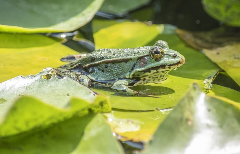 a frog sitting on top of a leaf covered pond, a portrait, high res photo, on a sunny day, john baer, mid shot photo