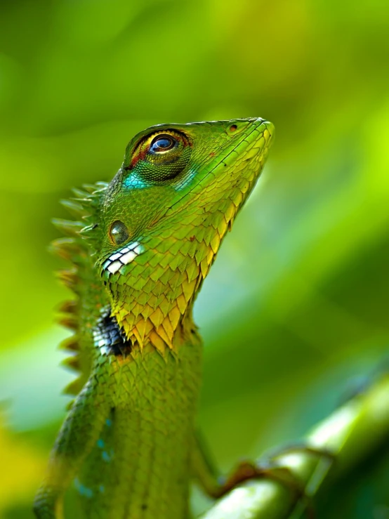 a close up of a lizard on a tree branch, a photo, by Dietmar Damerau, shutterstock, sumatraism, green and blue colors, dragon portrait, vivid colors!, bali