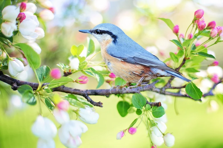 a blue bird sitting on top of a tree branch, a picture, by Maksimilijan Vanka, trending on pixabay, arabesque, spring blooming flowers garden, seasons!! : 🌸 ☀ 🍂 ❄, computer wallpaper, anna nikonova