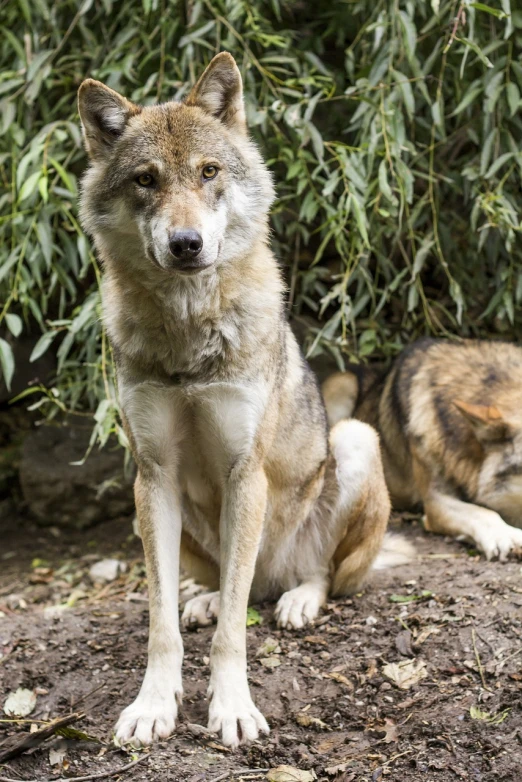 a couple of dogs sitting next to each other, a portrait, by Matija Jama, shutterstock, photo of wolf, taken in zoo, full body wide shot, romanian