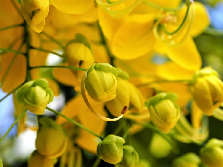 a close up of a bunch of yellow flowers, a macro photograph, by Charles Billich, shutterstock, orchid stems, bells, beautiful smooth oval head, the yellow creeper