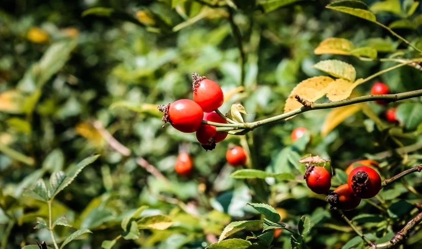 a close up of some red berries on a tree, a stock photo, vignetting, rosa bonheurn, high res photo, 8 0 mm photo