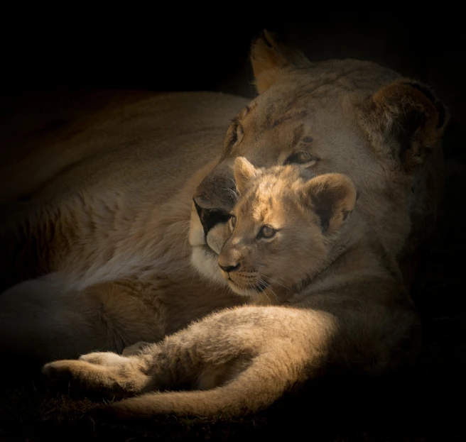 a couple of lions laying next to each other, a portrait, by Jan Tengnagel, soft backlight, mother, hugging her knees, queen