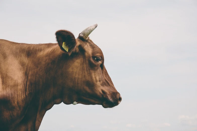 a brown cow standing on top of a lush green field, a picture, unsplash, renaissance, close - up profile face, overcast mood, half body photo, bad photo