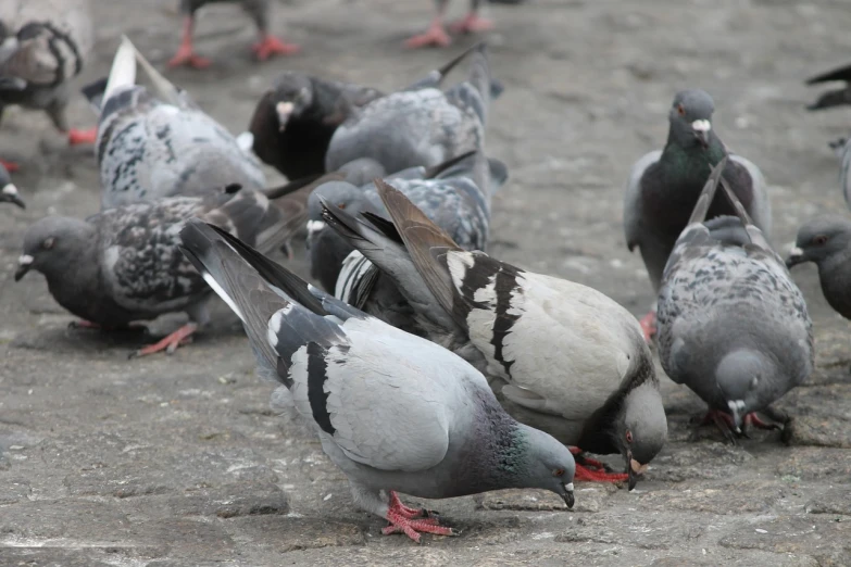 a flock of pigeons standing next to each other, a photo, eating, very sharp photo