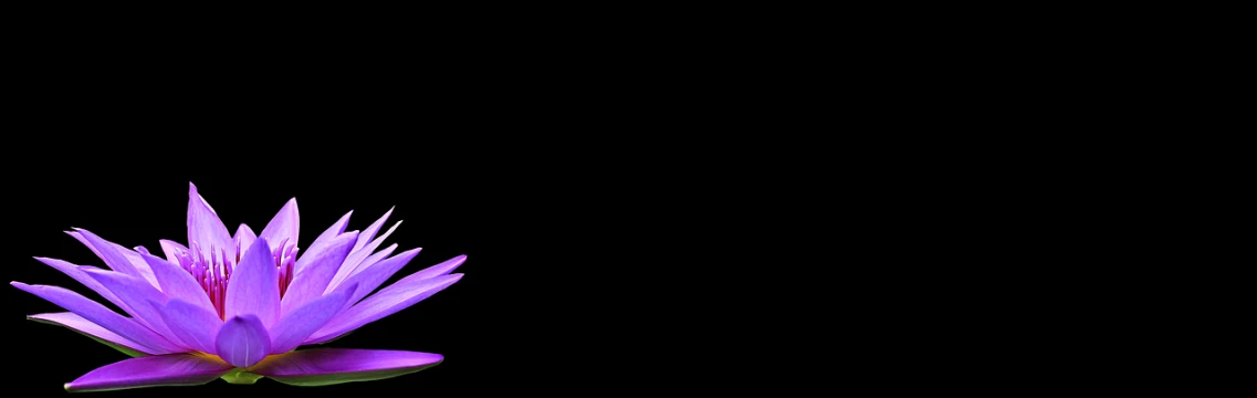 a close up of a purple flower on a black background, by Daarken, deviantart, minimalism, background bar, falling petals, background image, dark. no text