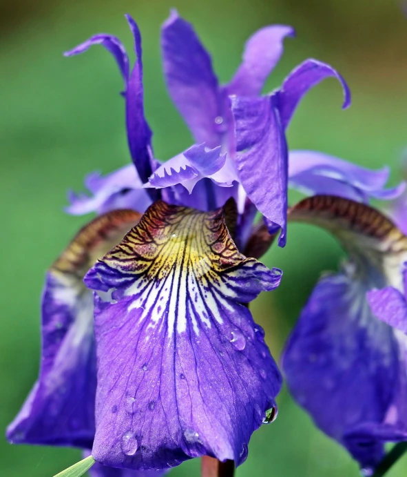 a close up of a purple flower with water droplets, a portrait, soulful irises, blue veins, very crisp details, rainy wet