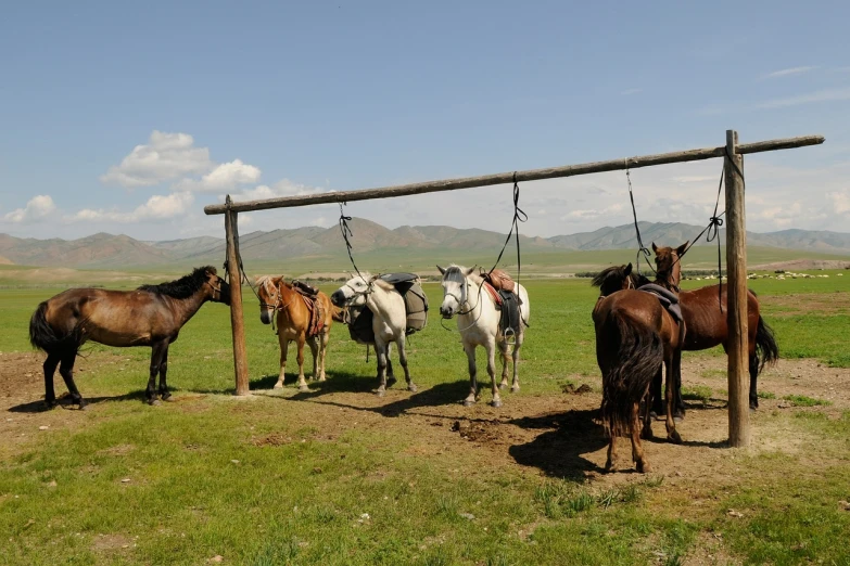 a group of horses standing on top of a lush green field, by Muggur, flickr, dau-al-set, donkey riding a playground swing, mongol, mid shot photo, resting