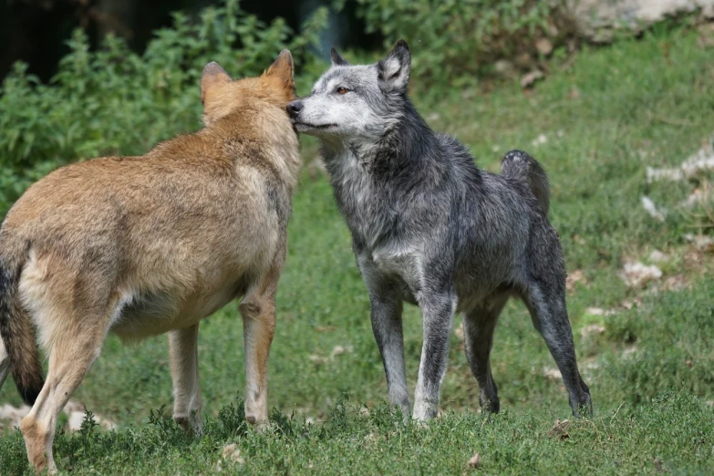 a couple of dogs standing on top of a lush green field, by Linda Sutton, shutterstock, sumatraism, portrait of a wolf, taken in zoo, lesbian kiss, dire wolf