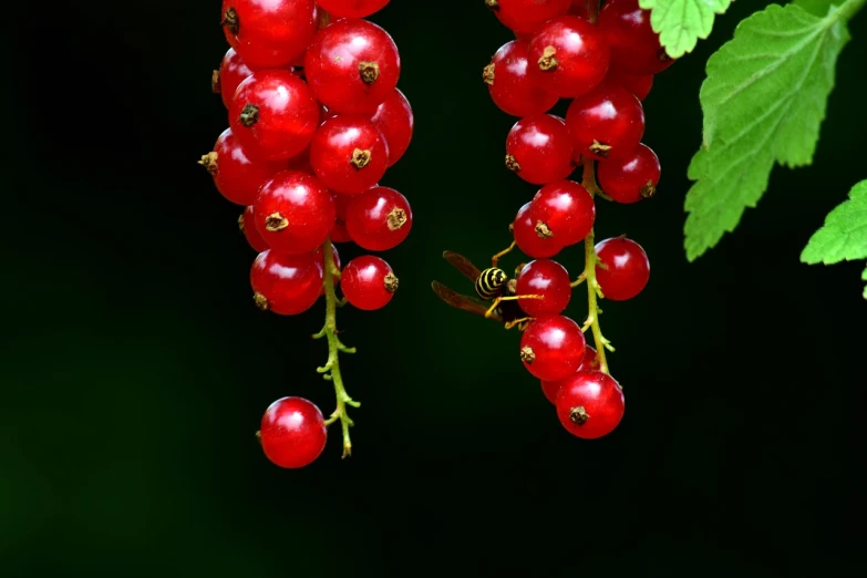 a bunch of red currans hanging from a tree, a macro photograph, by Anato Finnstark, shutterstock, wearing gilded ribes, close up food photography, stock photo